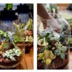 Atelier création terrarium