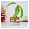 Kit de plantation d'avocat – Image 2