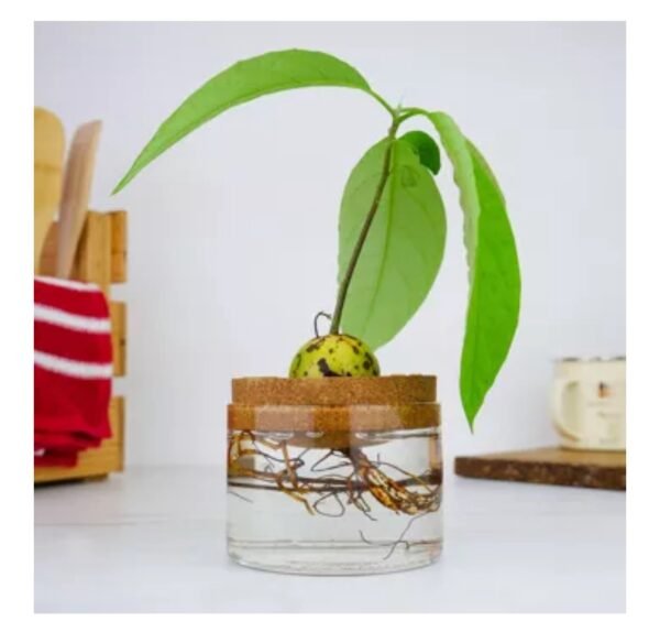 Kit de plantation d'avocat – Image 2