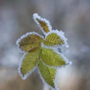 De saison