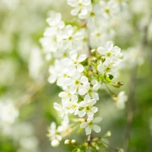De saison